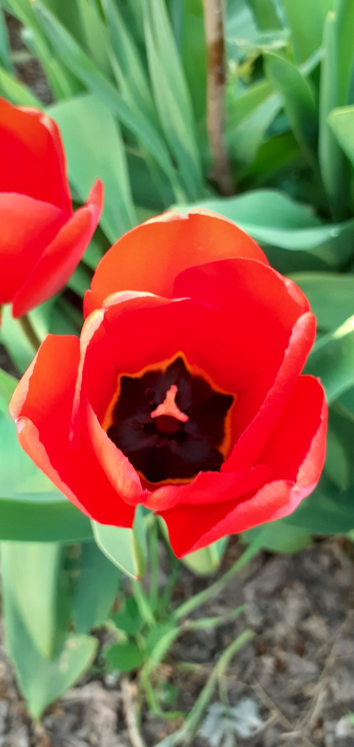 ⚘