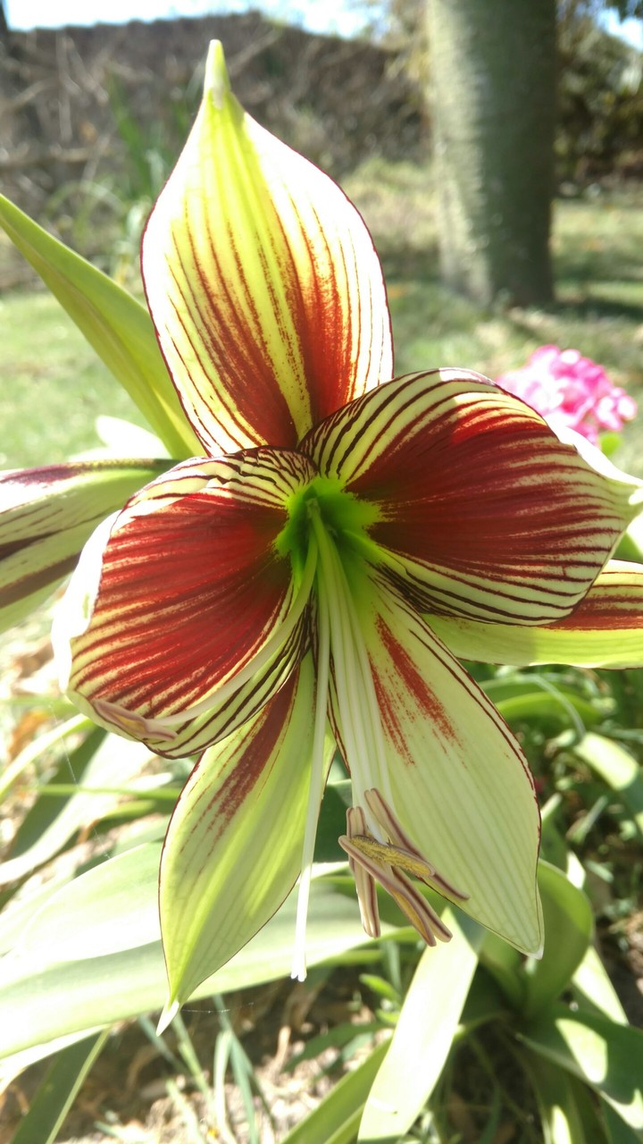 Belleza