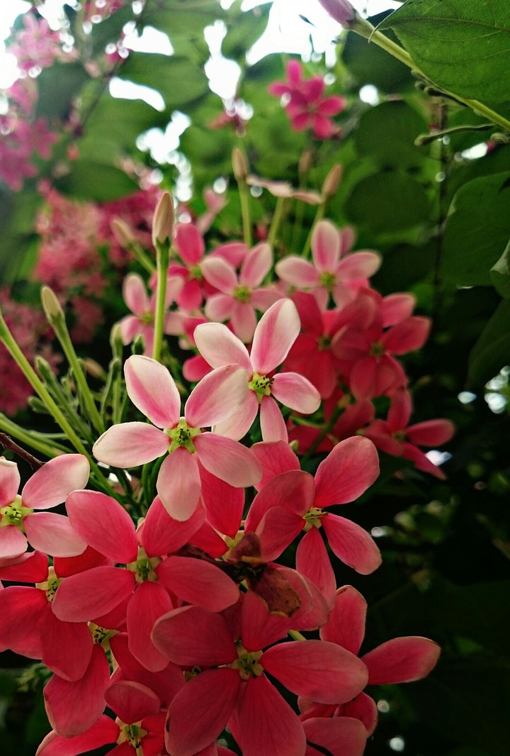 pink flowers