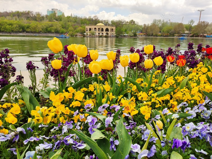 Tabriz Elgolu