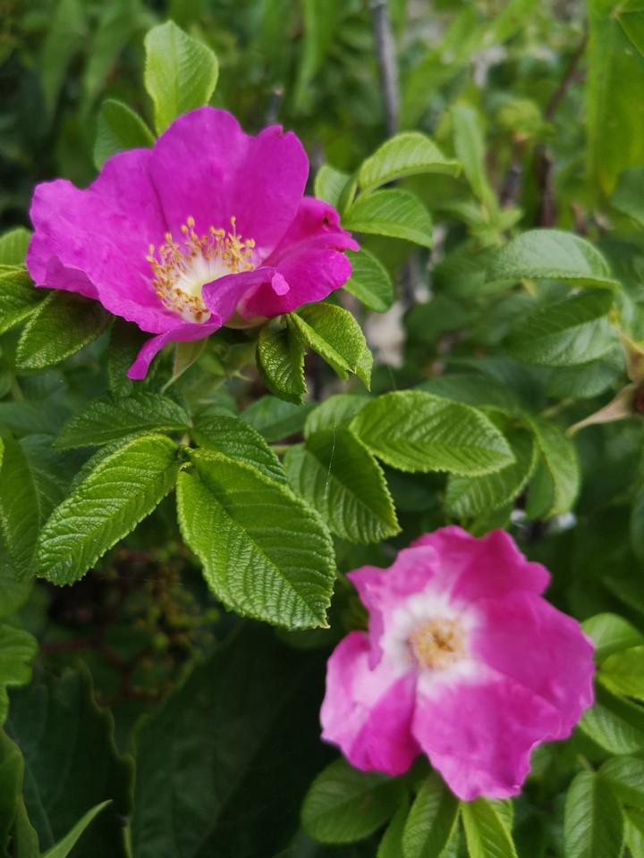Montreal Flower