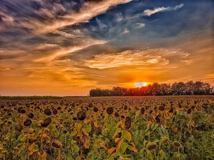 Sunflowers