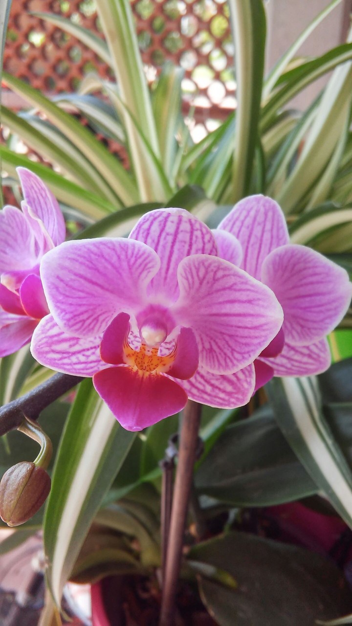 orchidea