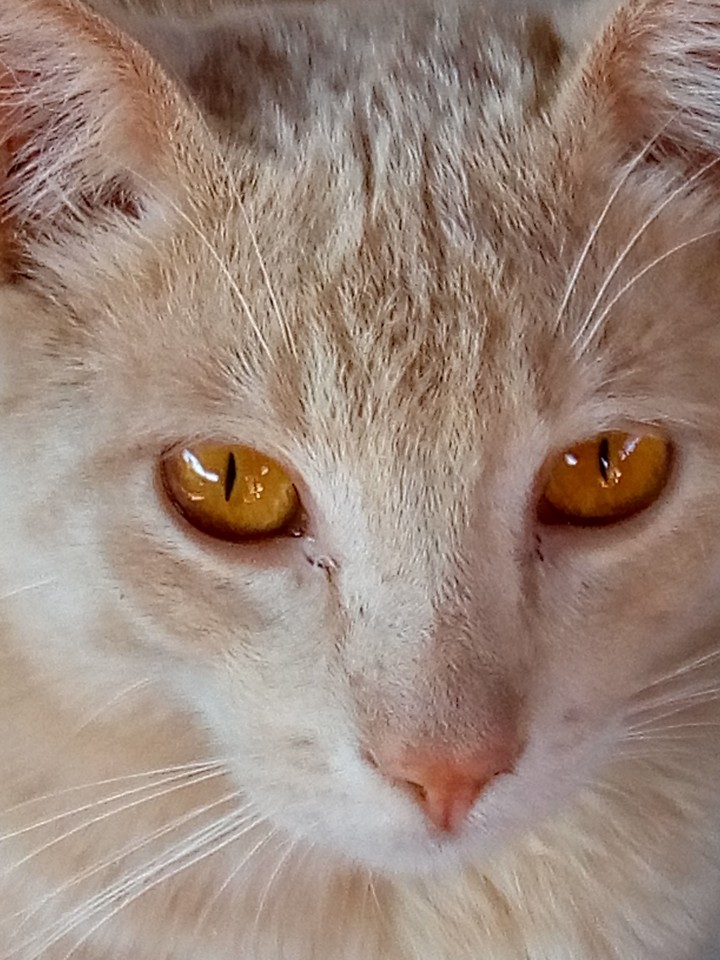 Gato