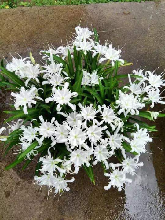 flowers.