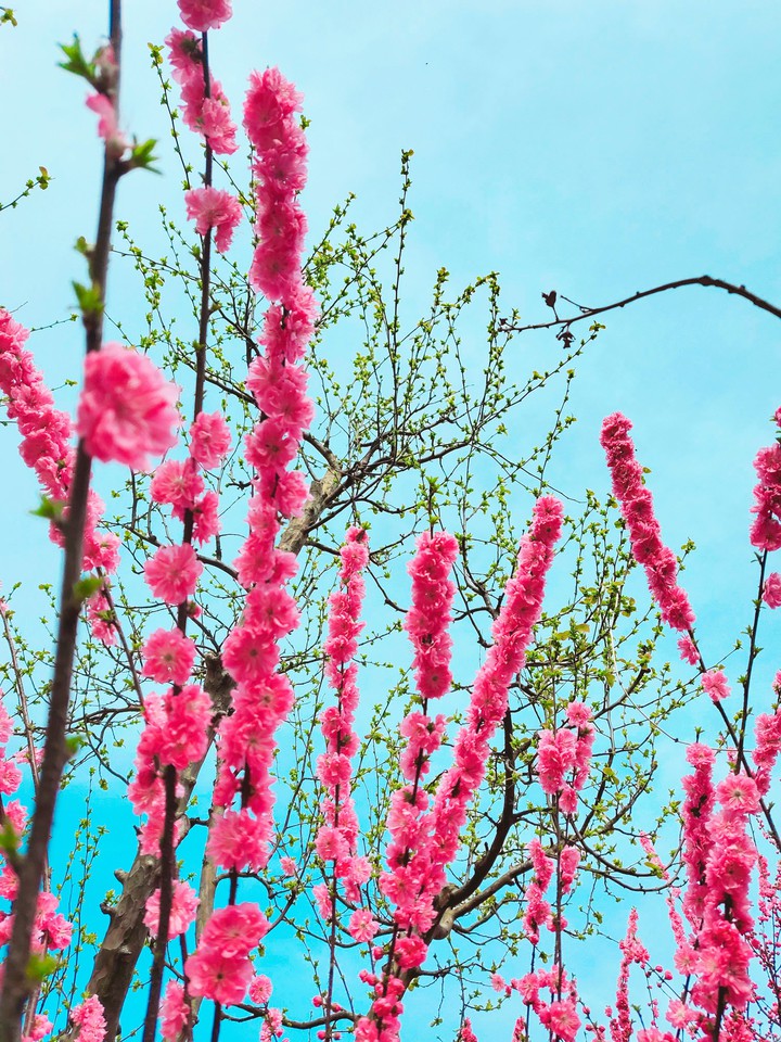sakura 2