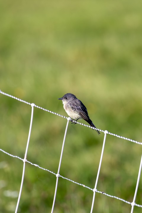 bird, passerine wallpapers