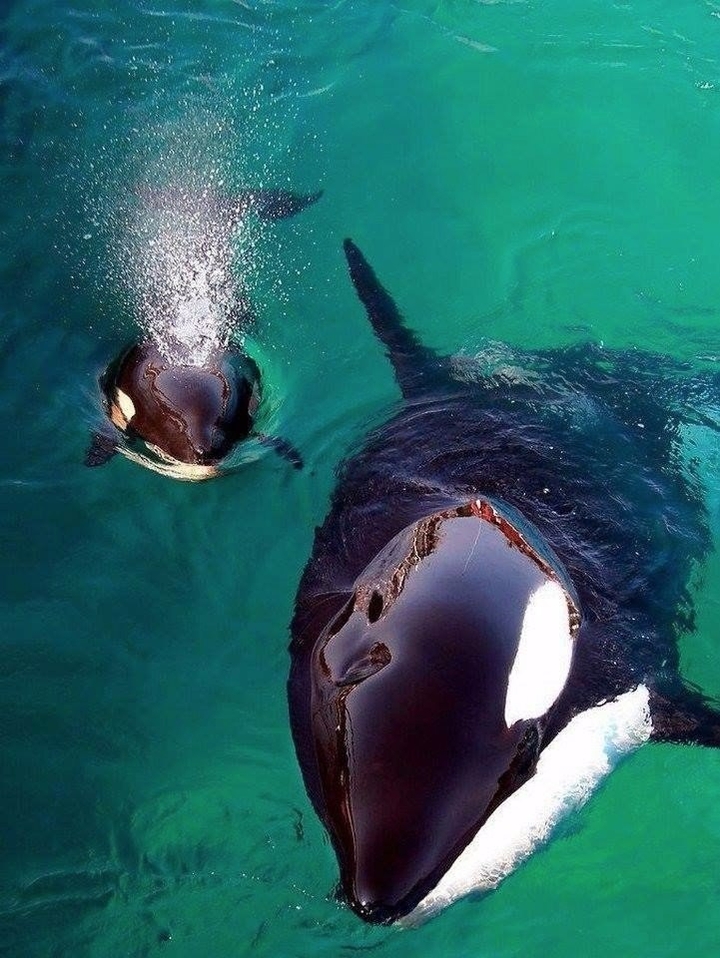 Killer whale
