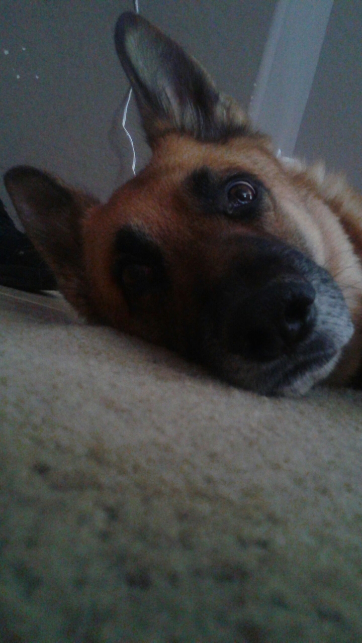 Dog