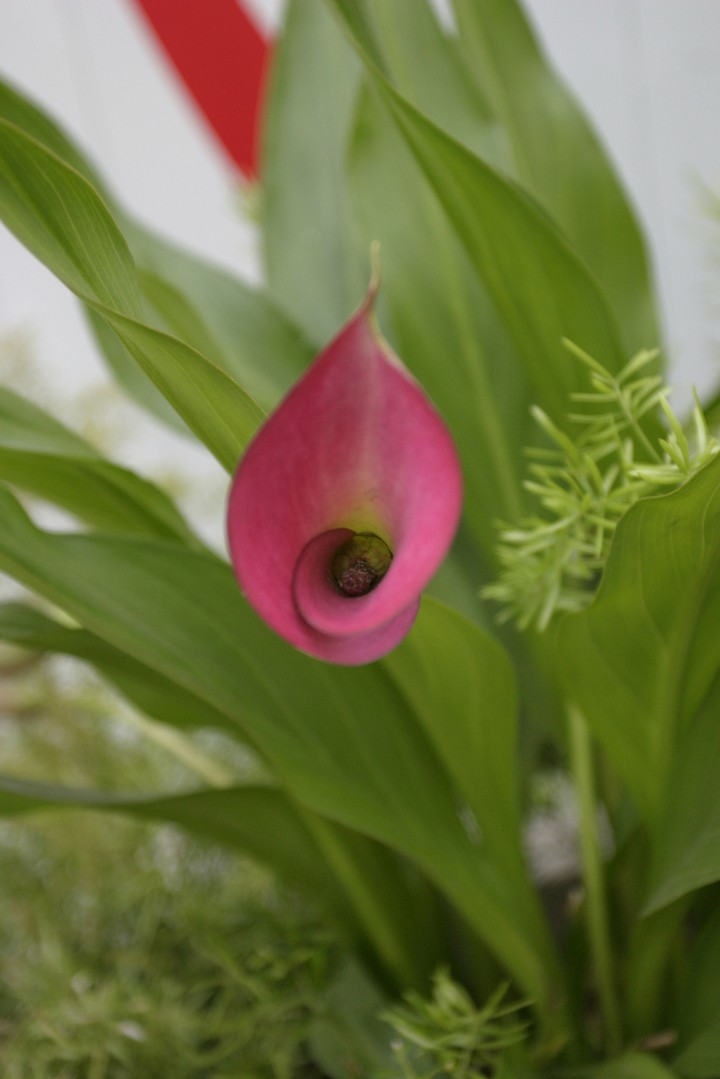 Plant