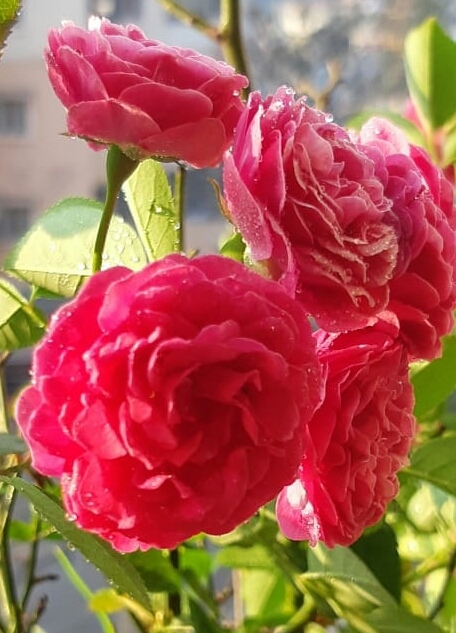 flowers