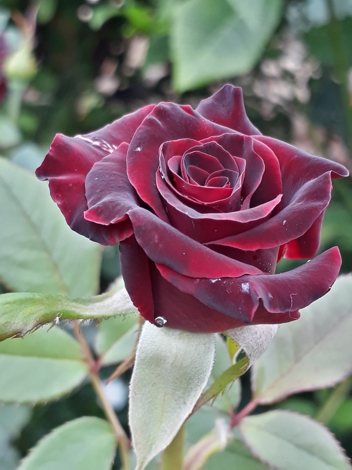 Rosa de Jardim #SemFiltro