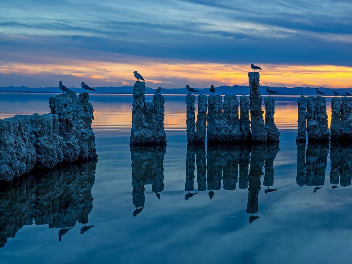 birds