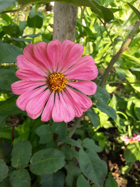 groundcover, flower桌布