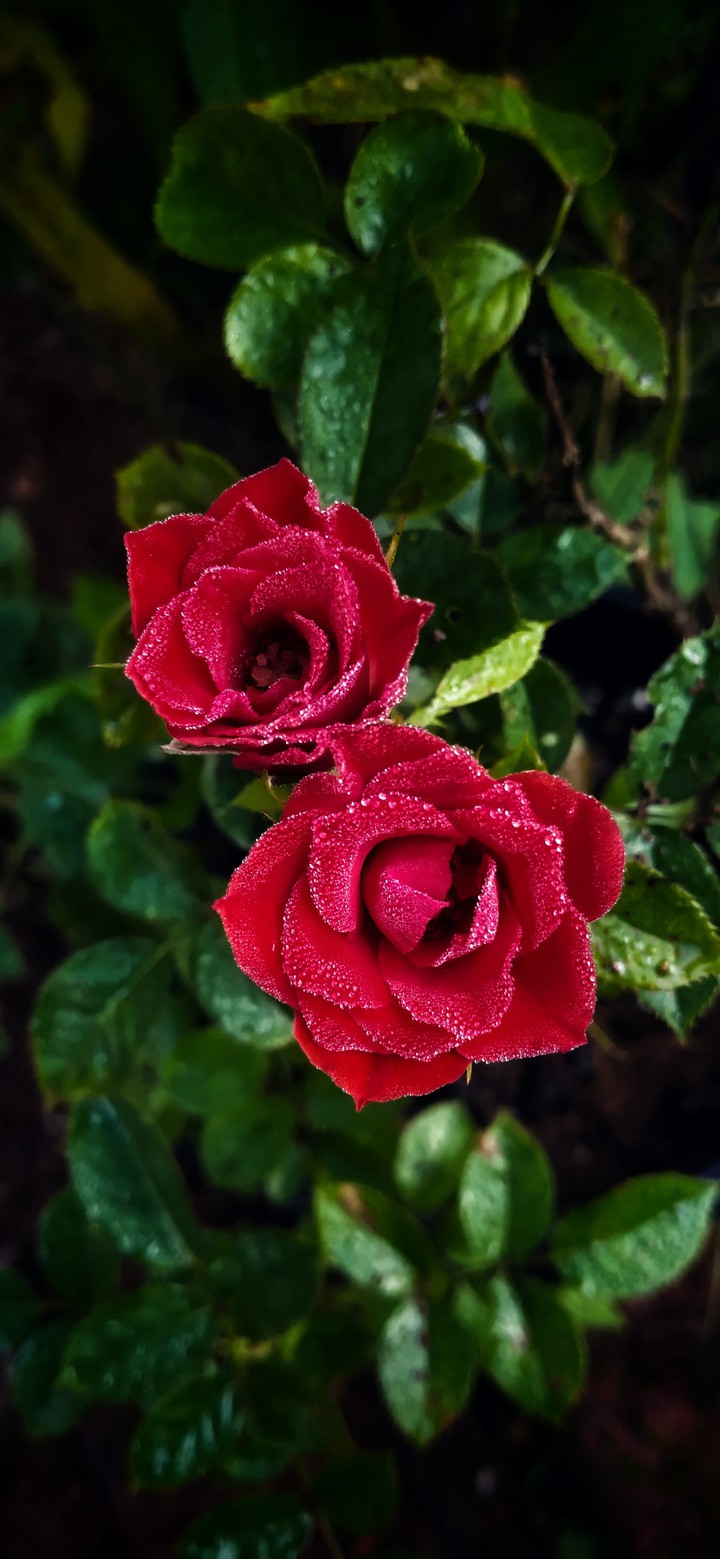 mist drops on rose