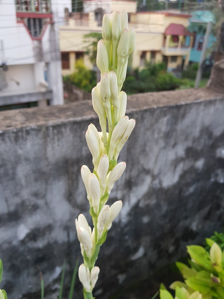 rajonigandha