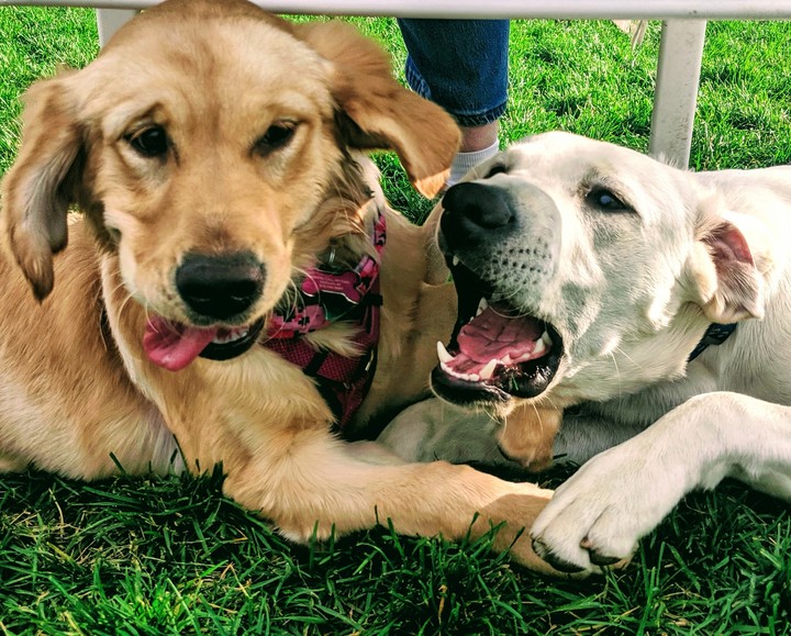Puppy fight