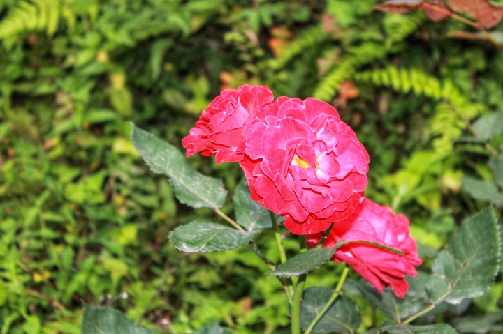 red rose