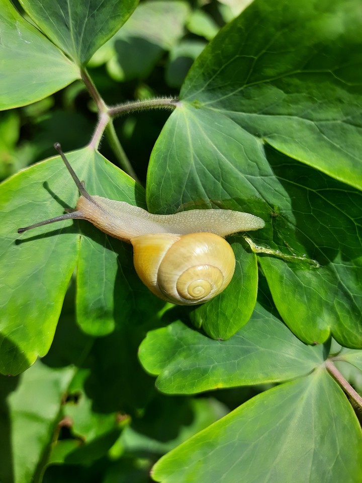 snail