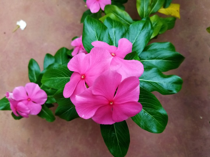 flower