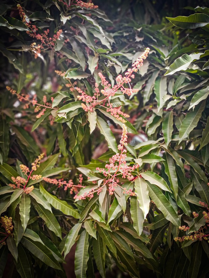 nature's gift