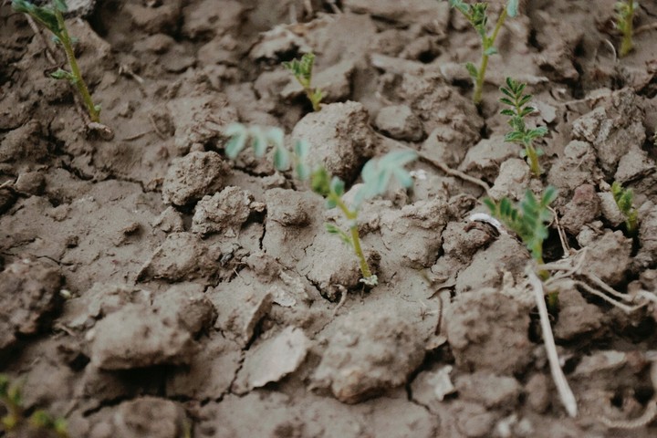growth