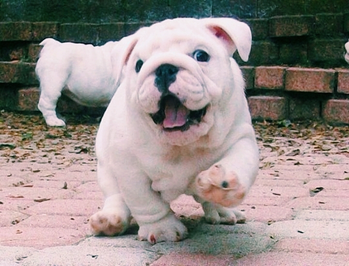 bull dog pup