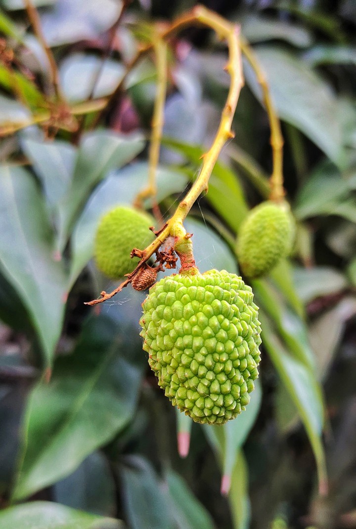 Green lychee