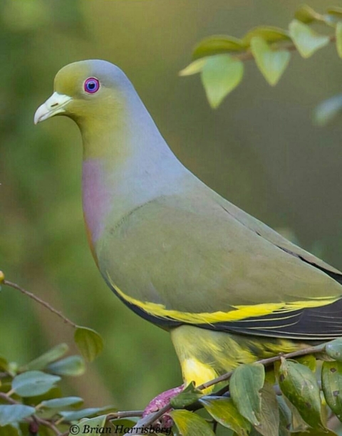 whaat it's name this bird
