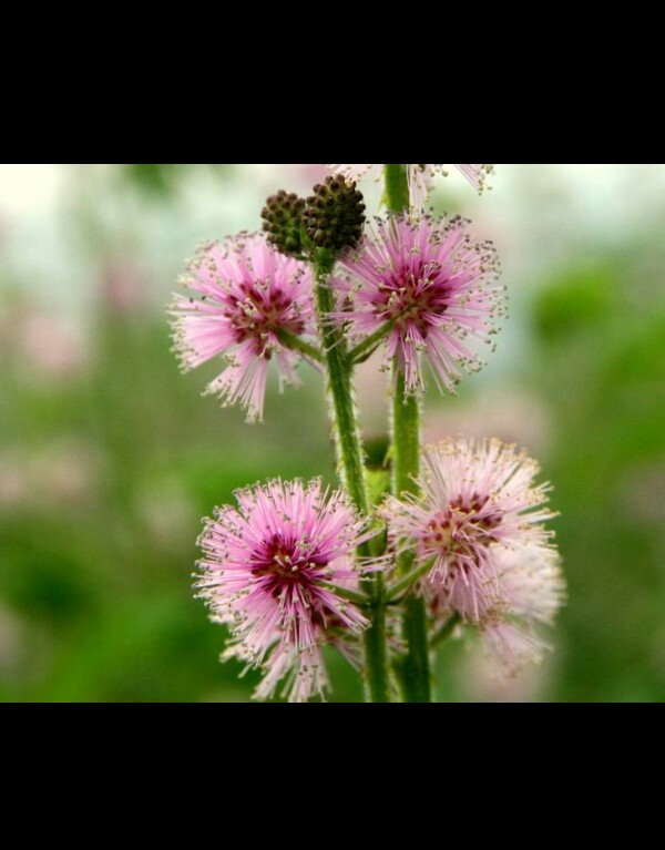 A typical Bangladeshi wild flower.