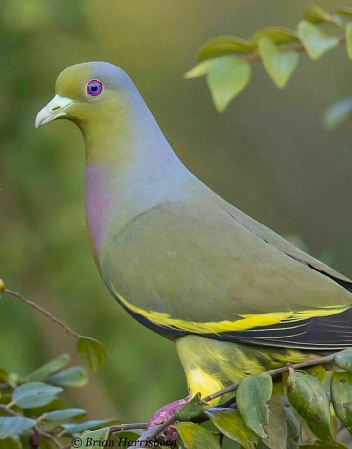 whaat it's name this bird