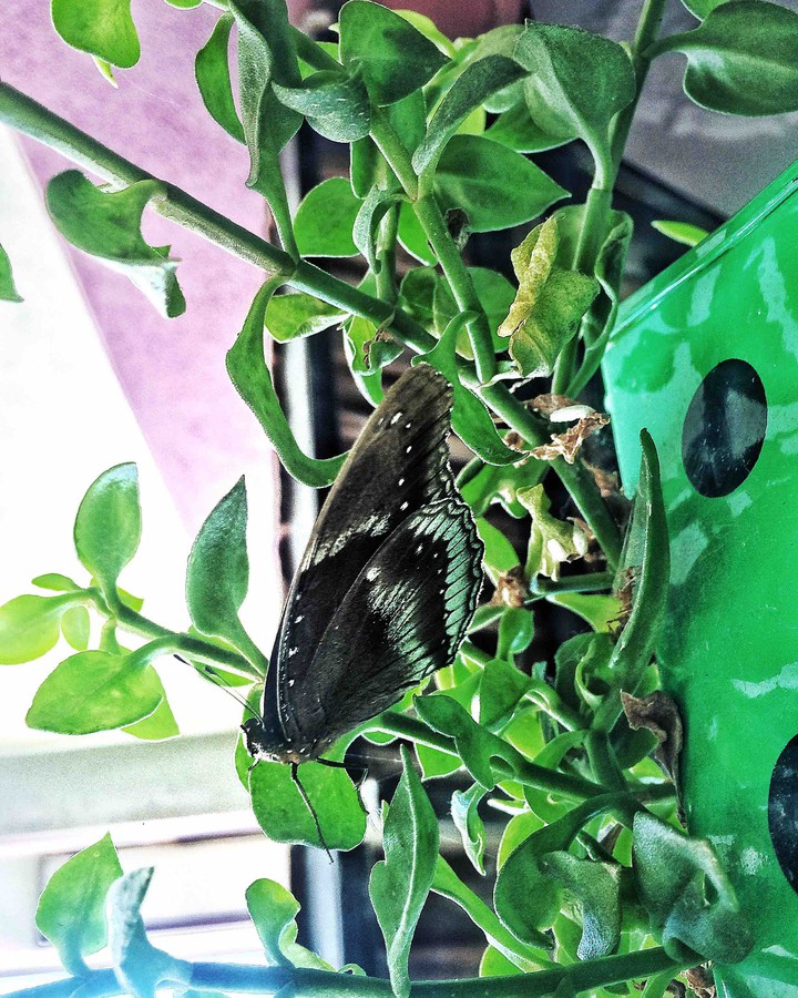 butterfly ?