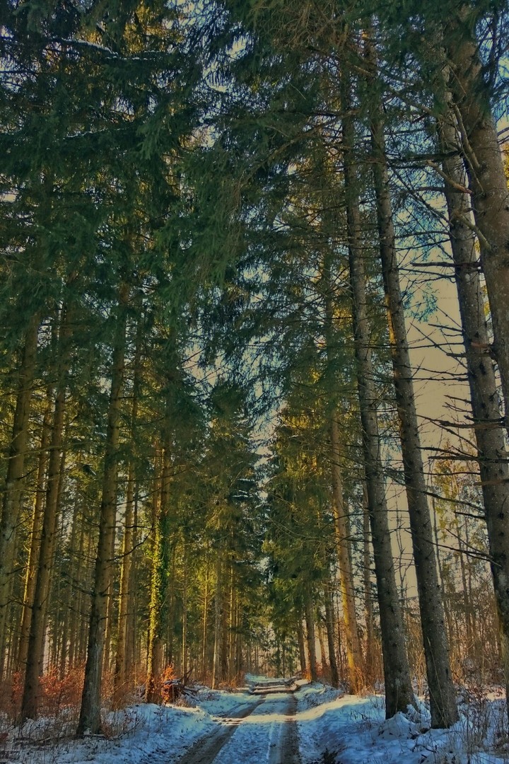 forest