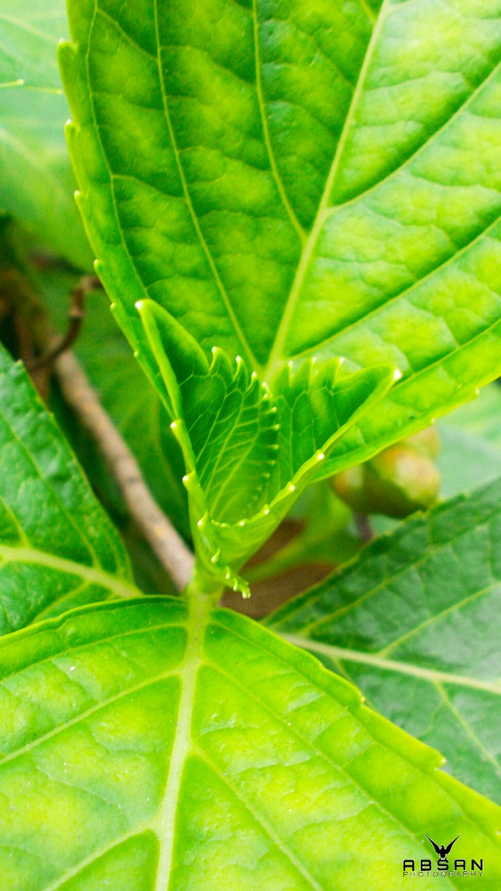 leaf closeup