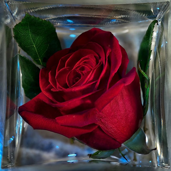red rose