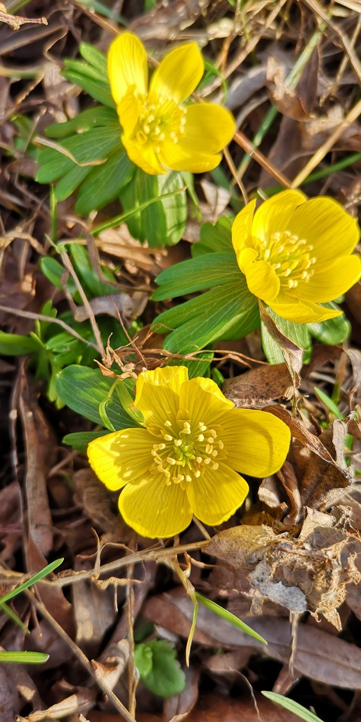 Winterlinge Frühblüher
