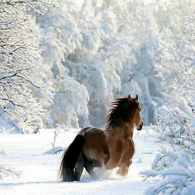 Pferd im Winterwald
