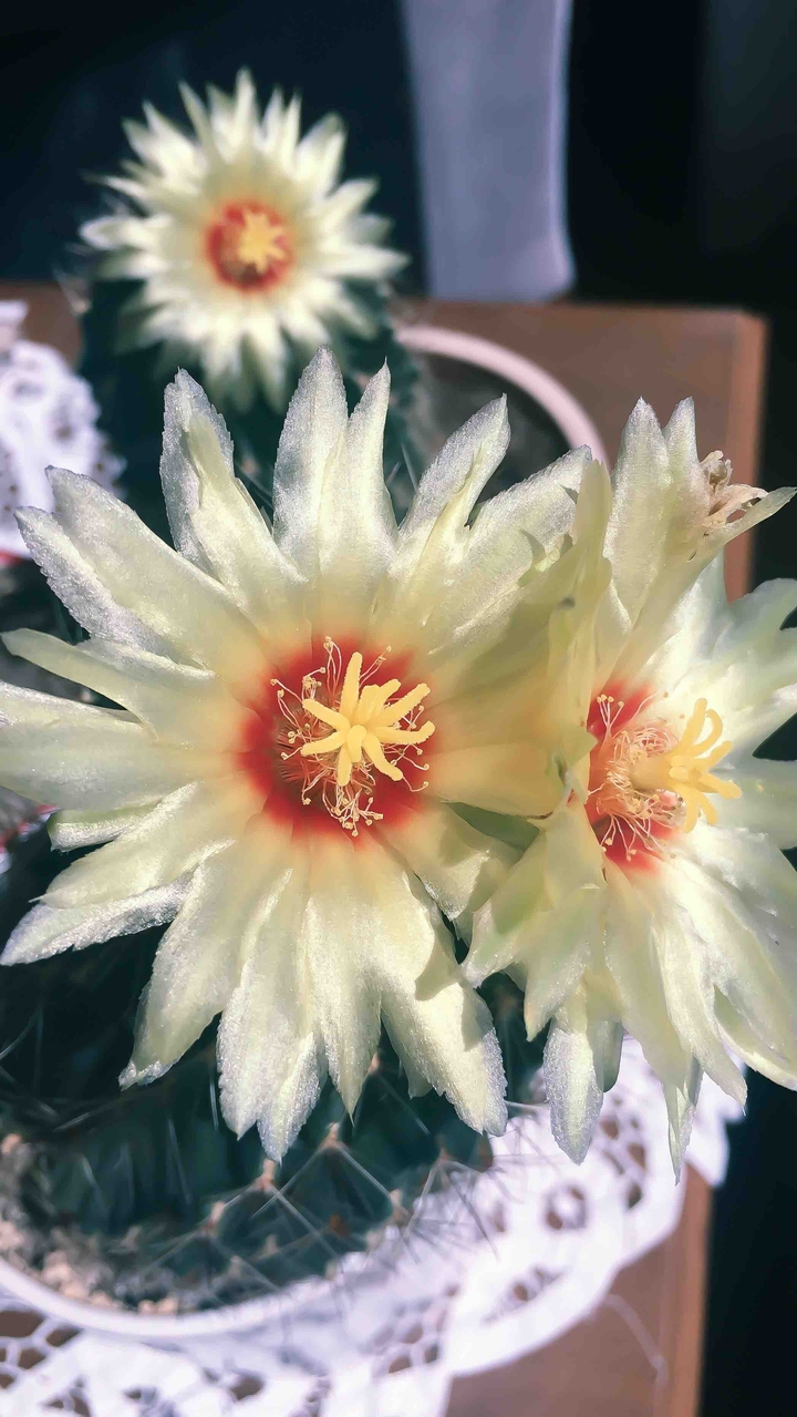 Cactus flower