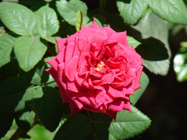 red rose