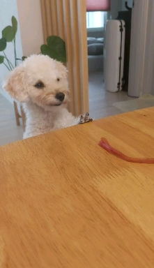 간식 주세요....