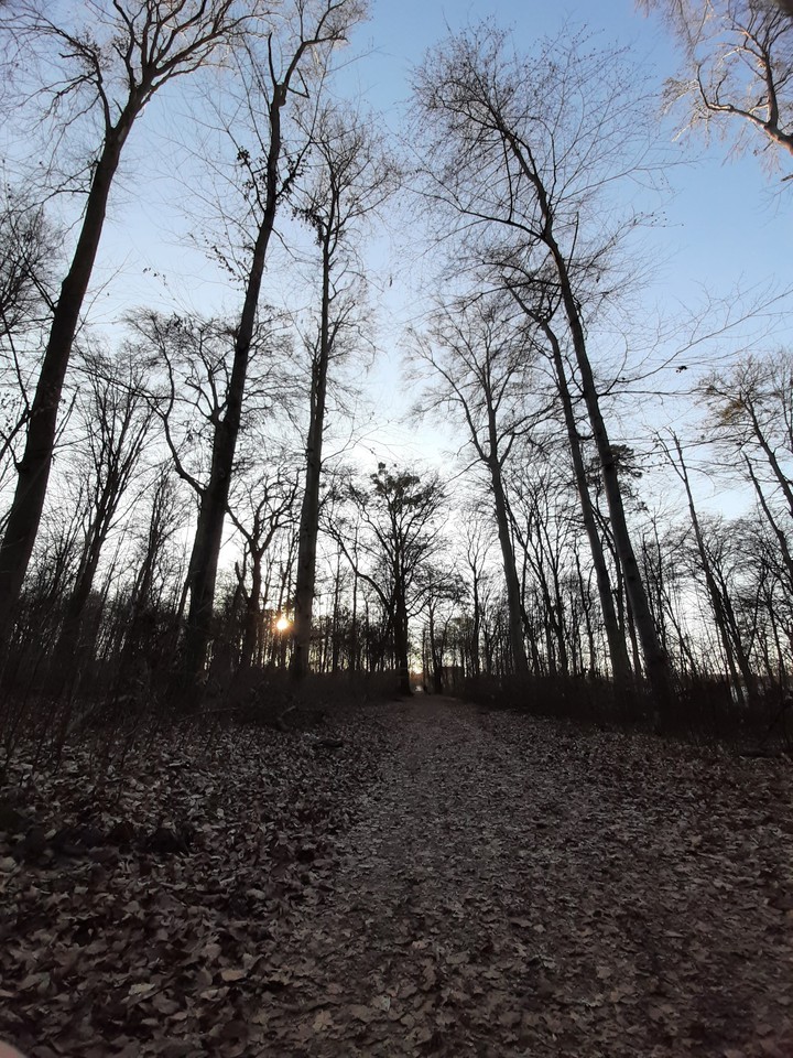 forest