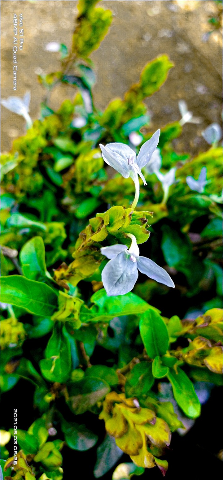 my click