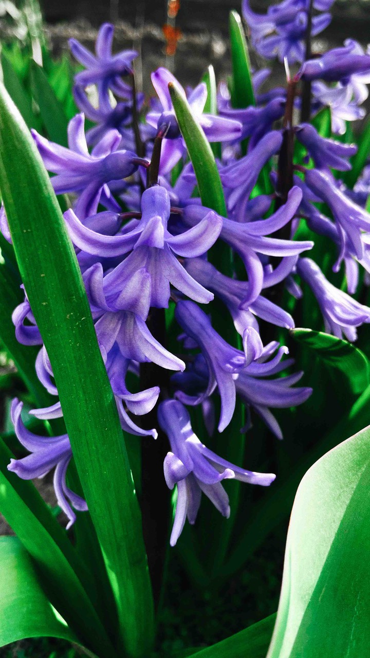 purple mood