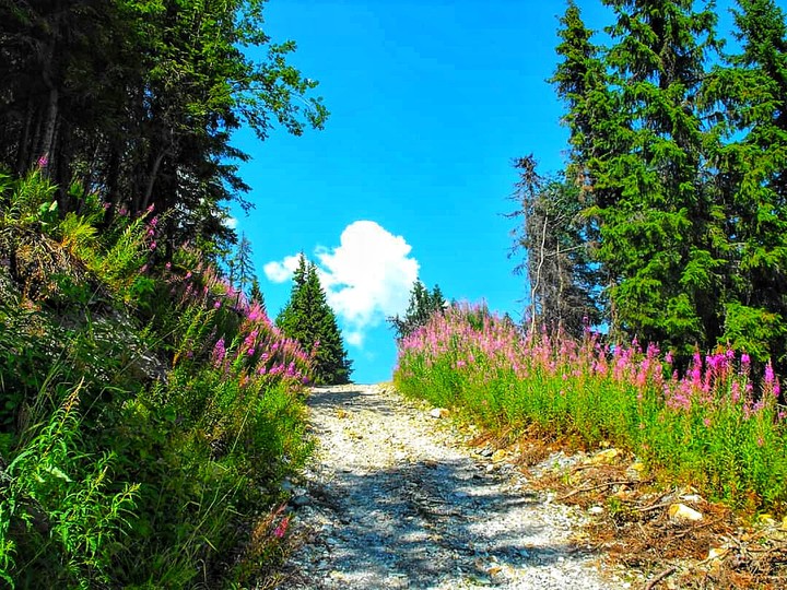 Road to heaven