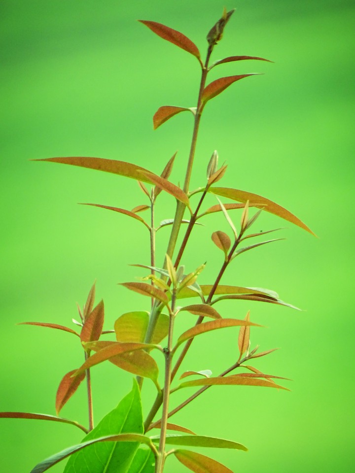 New grown leaves