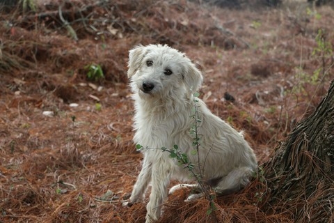 friendly dog