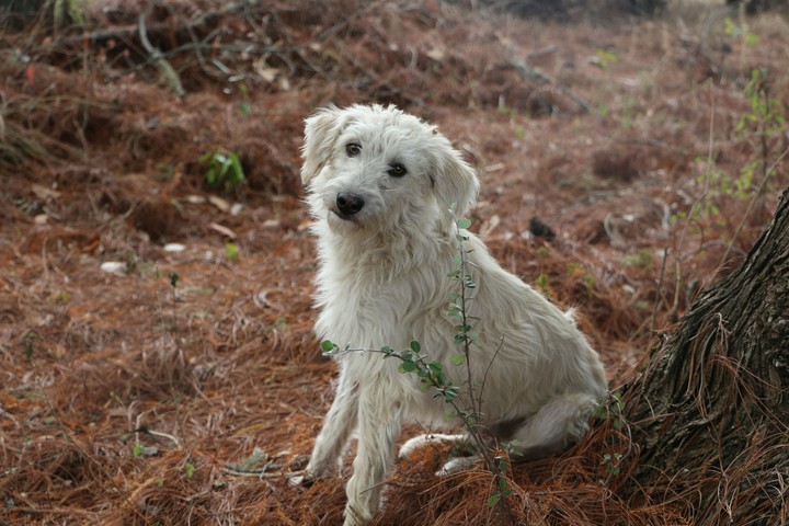 friendly dog