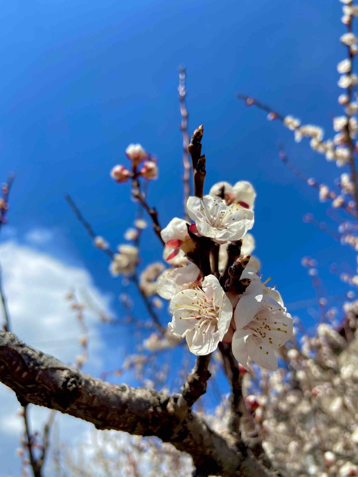 Spring