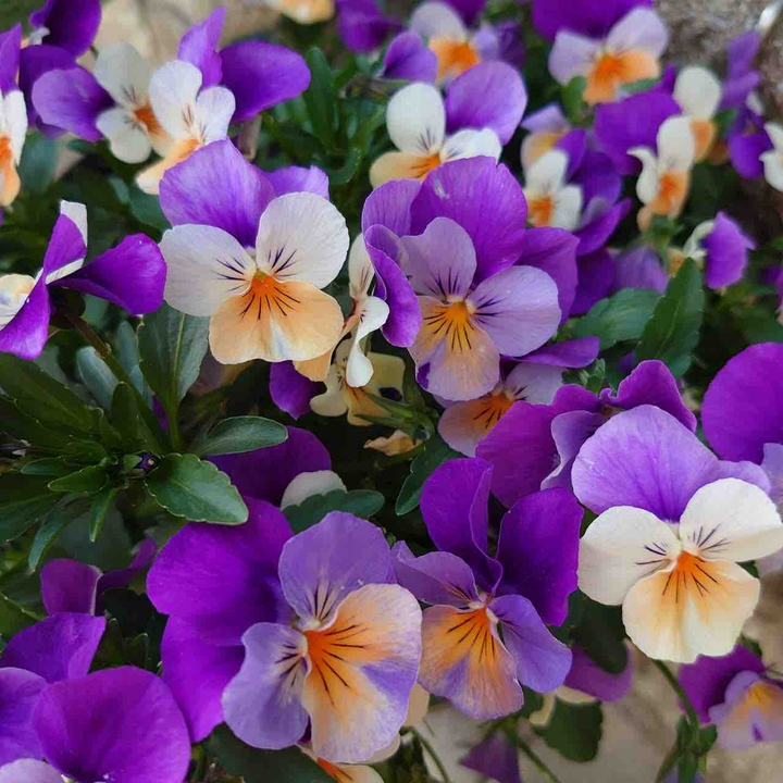 viola
