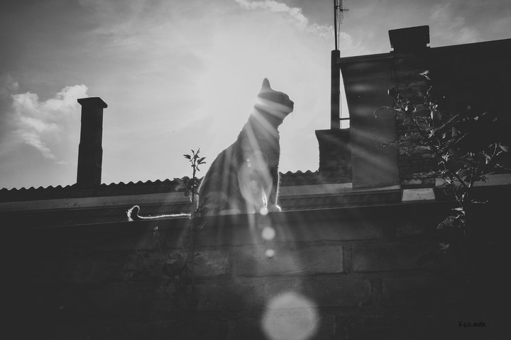 Cool cat